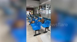 Stray dogs rest on benches in hospital waiting area