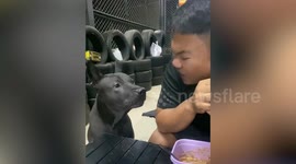 Pet dog sounds like Optimus Prime transforming while communicating with owner