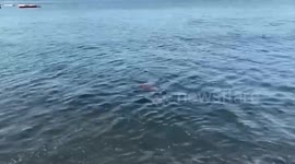 Police probe mystery body of tourist washed ashore on beach in Pattaya