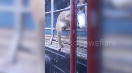 Wild monkeys take over Thai town in apocalyptic scenes
