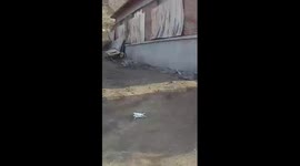 Drone assists in rescuing lost goats in NE China