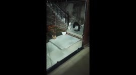 Park rangers rescue bear cub with head stuck in canister