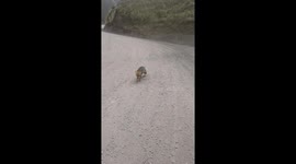 Fox bites motorcyclist in Salta Province, Argentina