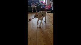 12 week old labrador puppy causes christmas chaos