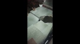 Bear cub with head stuck in can for four hours rescued by wildlife workers