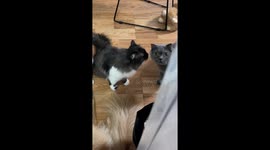 Visiting cat astonished by late-night meal prep in China
