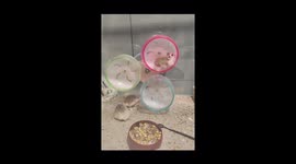 Hamster circus delights in China