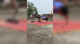 80 pushups in one minute! Meet the ‘Pushup Man of Punjab’ who’s breaking world records effortlessly