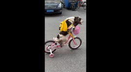 Adorable Chinese dog rides bike “to school”
