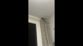 Agile cat shows incredible balance on curtain rod in China