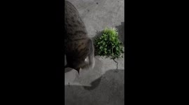 Chinese cat intrigued by cilantro