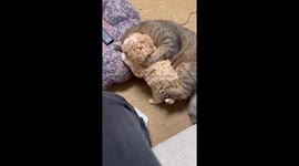 Playful Chinese puppy charms with antics