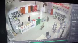 Pack of wild boar invade postal warehouse in China, staff make swift escape