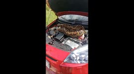 Huge python found curled up in car engine