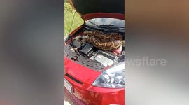 Huge python curled up in car engine shocks driver when he lifts bonnet