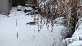 UK: Fox Captivates Viewers in Heartwarming Snow Play Video from Nottingham