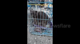 Lebanon: Cats rescued from destroyed building after Israeli air strike