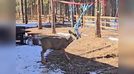 US: Buck Rescued from Playground Nets in Woodland Park After Struggling for Survival