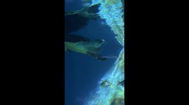 Heartbreaking moment turtle tries to eat plastic floating in aquarium