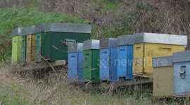 Italy: Climate change hits Italy's beekeeping industry hard