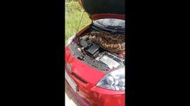 Huge python found curled up in car engine