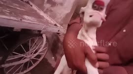 Baby goat with 'alien face' bemuses locals in India