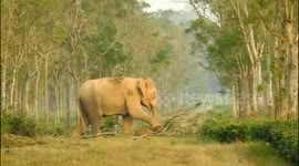 Heartbreaking moment mother elephant tries to rouse lifeless calf