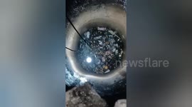 Puppy rescued from rubbish-strewn well in India