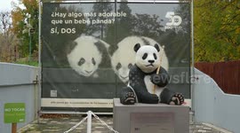 Zoo visitors in Madrid impressed by pandas' unique charm
