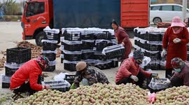 China: Farmers Harvest Winter Peaches in Zaozhuang