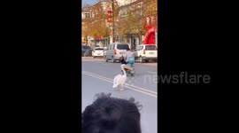 Runaway pelican causes chaos on roads after escaping zoo in China