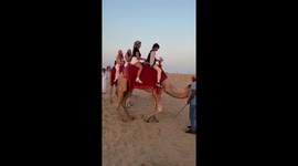 Moody camel carrying tourists decides to sit down for a rest