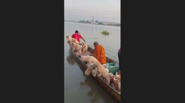 That one friend! Pet dog falls into river on morning boat ride