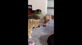 Clever pet cats learn tap bell for treats