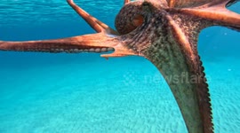 Octopus shoots ink at pursuing diver