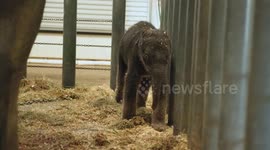 Baby elephant named Kirby born at Houston Zoo
