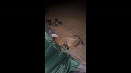 Raccoon enters tent in Poltava, Ukraine, causing panic