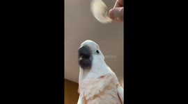 Parrot reacts to feather in Jilin, China