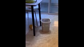 Pet rabbit jumps into bin in Hebei, China