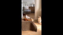 Cat beats lizard in Beijing