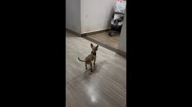 Dog runs to eat in a dance-like motion