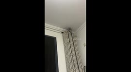 Pet cat shows incredible balance on curtain rail