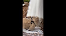 Dog steals the spotlight on mom’s wedding day