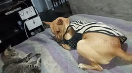 PERRIJA Y GATHIJA JUGANDO EN CASA MUY DIVERTIDAS