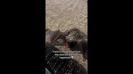 Exclusive- Bat rescue takes a tumble before happy ending