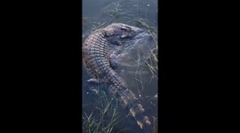 Ever seen a crocodile itch its ears like a dog?