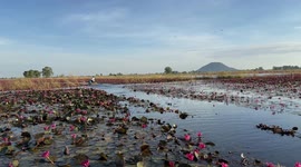 An amazing lotus flower lake in bloom at Nakhon Swan Thailand.