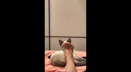 Siamese cat’s face playfully dodged in China