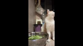 White cat in China loves eating lettuce