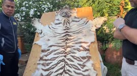 Police dismantle tiger skin trafficking network in Thailand